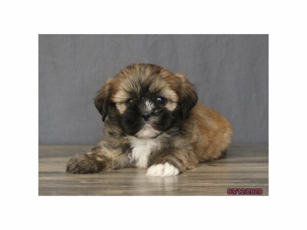 Lhasa Apso DOG Female Red 15493 Petland Racine, Wisconsin