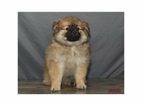 American Eskimo/Pomeranian-DOG-Male-Brown-15486-Petland Racine, Wisconsin