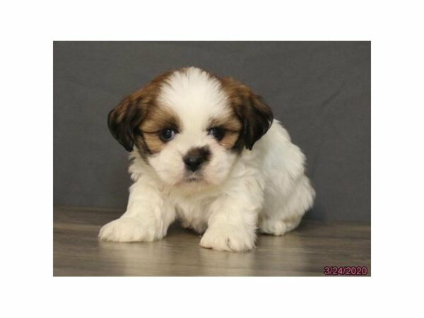 Lhasa Apso DOG Male Red / White 15492 Petland Racine, Wisconsin