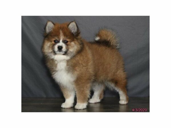 Pom/Shiba-DOG-Male-Brown-15501-Petland Racine, Wisconsin