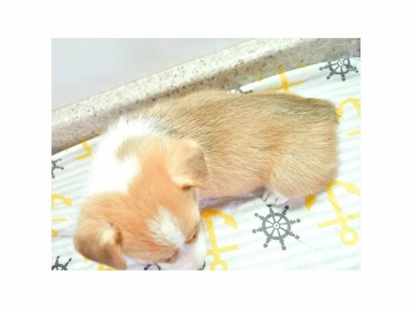 Pembroke Welsh Corgi-DOG-Male-Red / White-24111-Petland Racine, Wisconsin