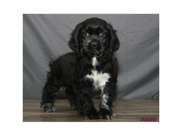 Cocker Spaniel-DOG-Male-Black-24100-Petland Racine, Wisconsin