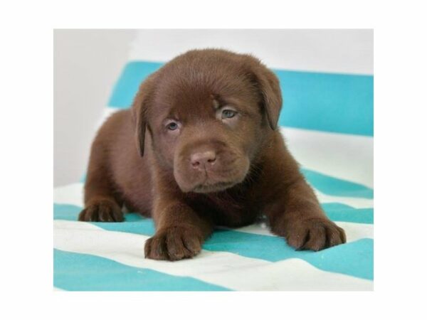 Labrador Retriever-DOG-Female-Chocolate-24089-Petland Racine, Wisconsin