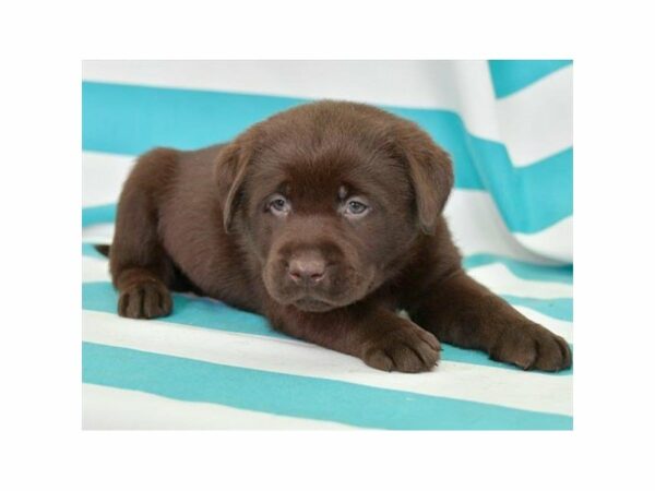 Labrador Retriever-DOG-Male-Chocolate-24088-Petland Racine, Wisconsin