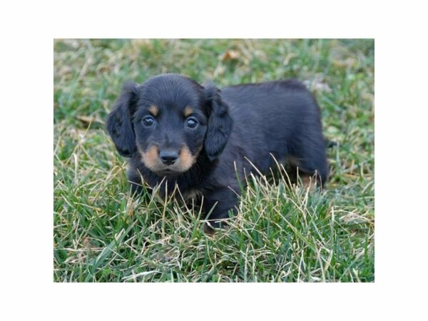 Dachshund-DOG-Female-Blue / Tan-24103-Petland Racine, Wisconsin