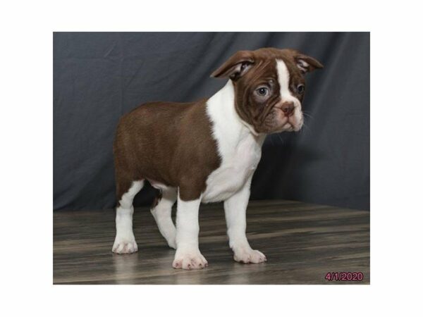 Boston Terrier-DOG-Male-Seal / White-24110-Petland Racine, Wisconsin