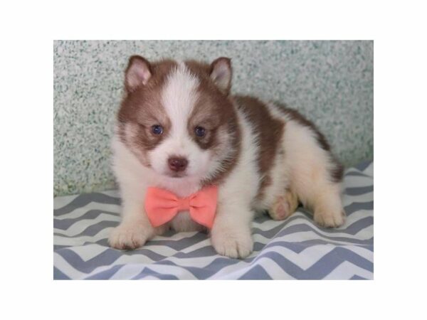 Pomsky-DOG-Female-Chocolate-24115-Petland Racine, Wisconsin