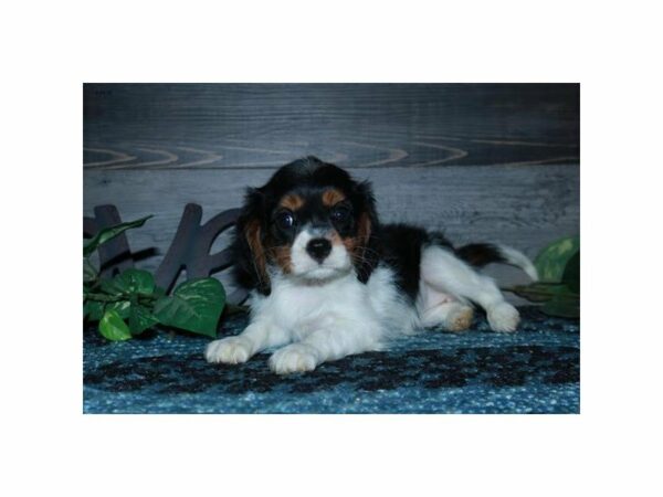 Cavalier King Charles Spaniel-DOG-Female-Tri-Colored-24099-Petland Racine, Wisconsin