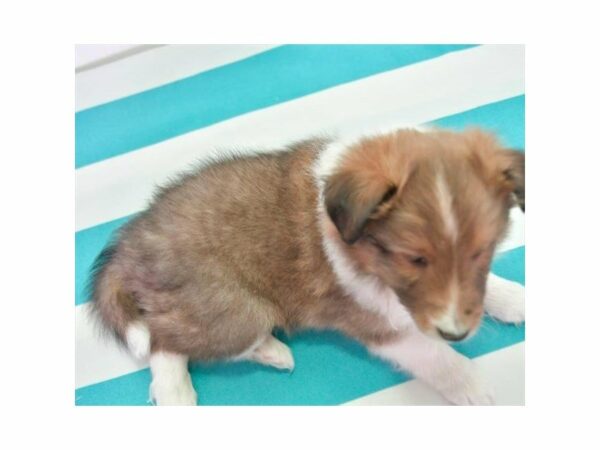 Shetland Sheepdog-DOG-Male-Sable / White-24092-Petland Racine, Wisconsin