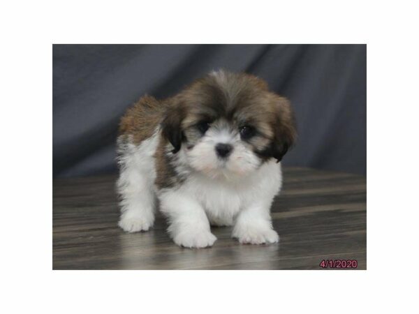 Lhasa Apso DOG Male Sable / White 24105 Petland Racine, Wisconsin