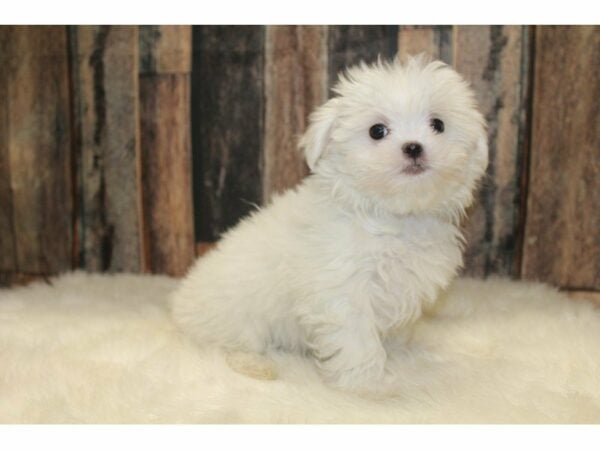 Maltese DOG Female White 15491 Petland Racine, Wisconsin