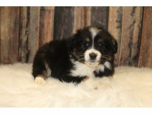 Mini Aussie-DOG-Female-Black Tricolored-15502-Petland Racine, Wisconsin