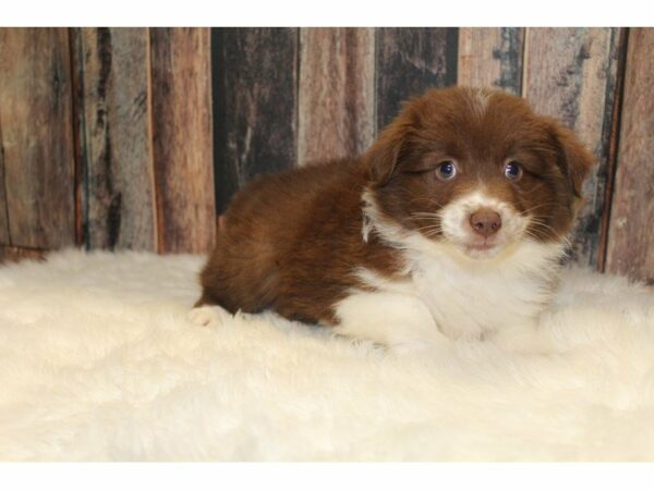 Mini Aussie-DOG-Female-Red Tricolored-15503-Petland Racine, Wisconsin