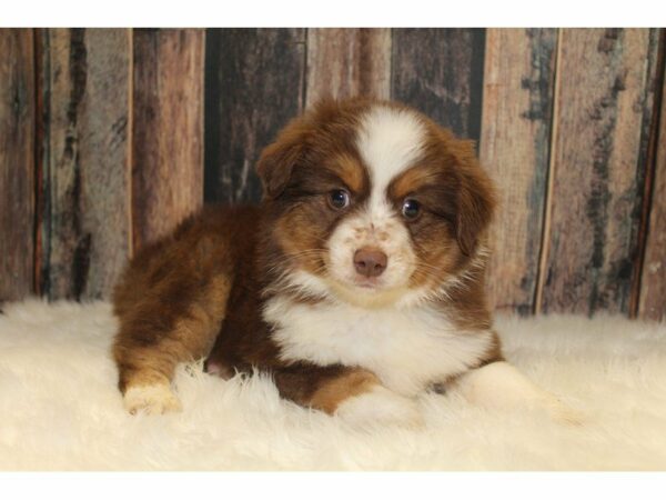 Mini Aussie-DOG-Female-Red Tricolred-15504-Petland Racine, Wisconsin