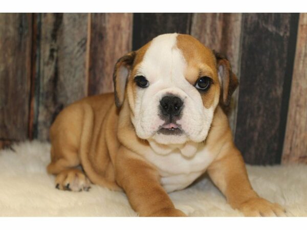 English Bulldog DOG Female Red/White 15505 Petland Racine, Wisconsin