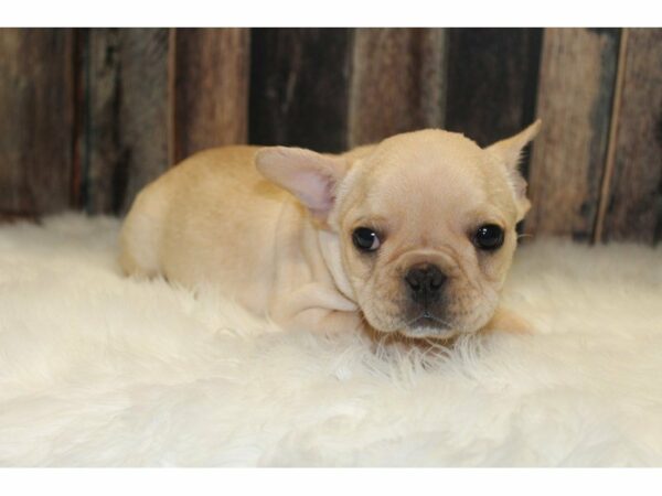 French Bulldog-DOG-Male-Cream-15506-Petland Racine, Wisconsin