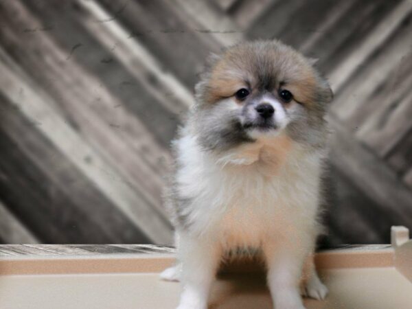 Pomskimo-DOG-Female-Brown / White-24116-Petland Racine, Wisconsin