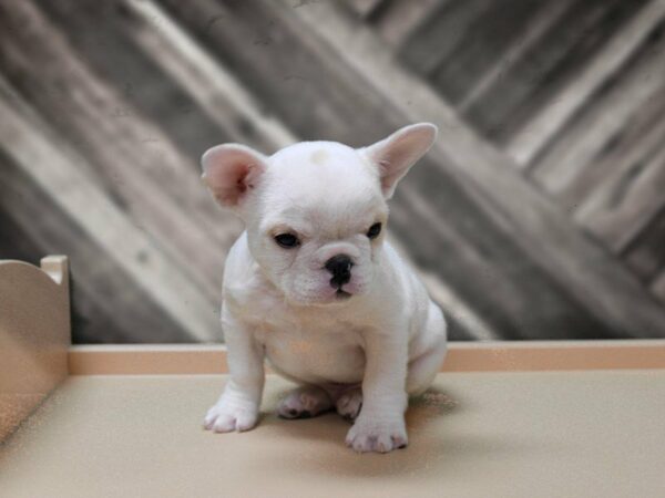 French Bulldog-DOG-Male-WH/CRM-24124-Petland Racine, Wisconsin