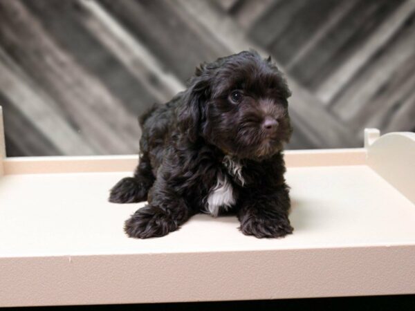 Poovanese-DOG-Male-CHOC-24120-Petland Racine, Wisconsin