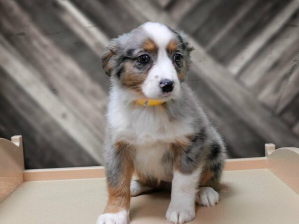 Australian Shepherd-DOG-Female-BLUE MERLE-24123-Petland Racine, Wisconsin