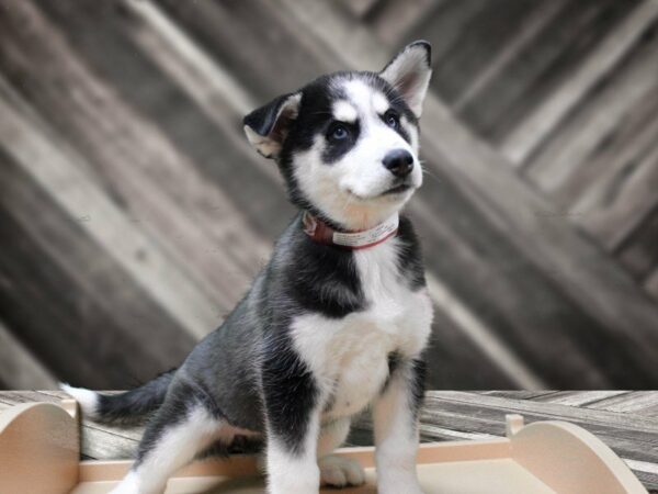 Siberian Husky-DOG-Female-Black / White-24094-Petland Racine, Wisconsin