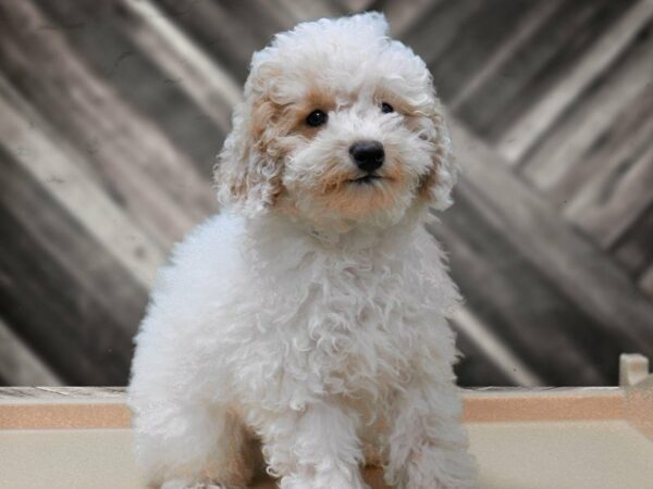 Poodle-DOG-Male-White-24101-Petland Racine, Wisconsin