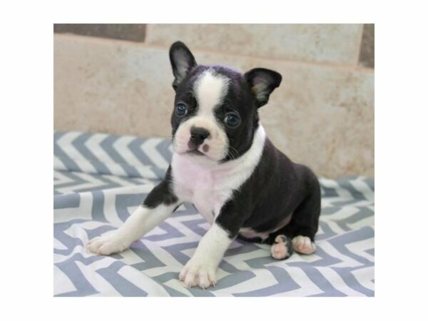 Boston Terrier-DOG-Male-Black / White-15511-Petland Racine, Wisconsin