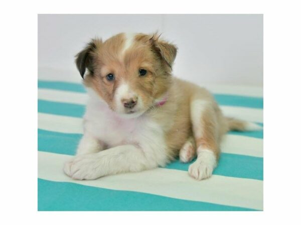 Shetland Sheepdog-DOG-Female-Sable / White-24149-Petland Racine, Wisconsin