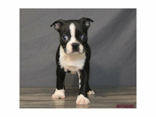 Boston Terrier-DOG-Male-Black / White-24133-Petland Racine, Wisconsin