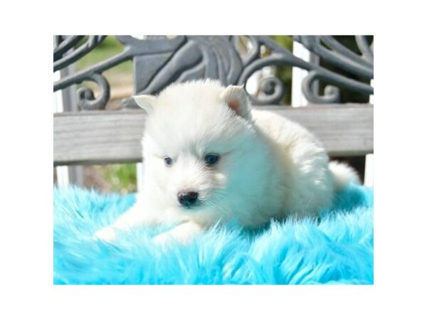 Pomsky-DOG-Male-Cream-24153-Petland Racine, Wisconsin