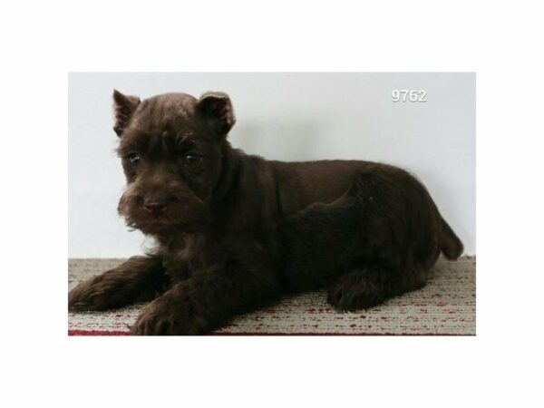 Miniature Schnauzer-DOG-Male-Chocolate-24140-Petland Racine, Wisconsin
