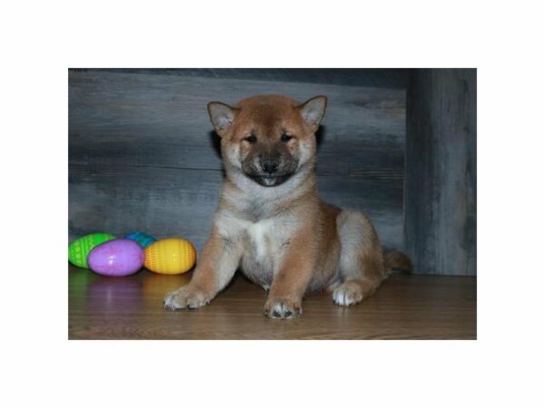 Shiba Inu-DOG-Male-Red-24145-Petland Racine, Wisconsin