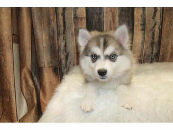 Pomskimo-DOG-Female-Black / White-15508-Petland Racine, Wisconsin