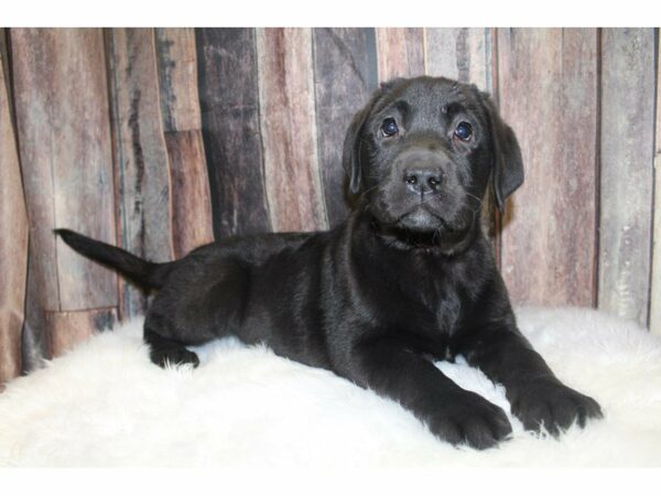 Labrador Retriever-DOG-Female-Black-15509-Petland Racine, Wisconsin