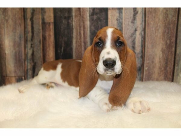 Basset Hound-DOG-Male-Red / White-15510-Petland Racine, Wisconsin
