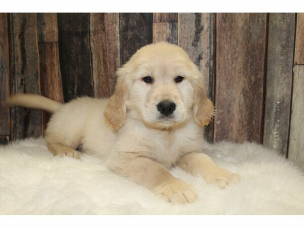 Golden Retriever-DOG-Male-Cream-15512-Petland Racine, Wisconsin