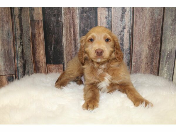 Goldendoodle 2nd Gen-DOG-Male-Golden-15513-Petland Racine, Wisconsin