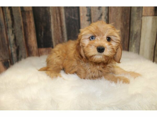 Cavapoo 2nd Generation-DOG-Female-Apricot-15515-Petland Racine, Wisconsin