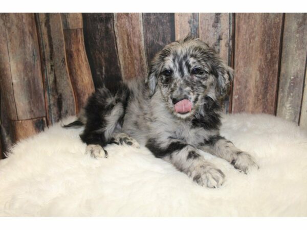 Aussie Poo DOG Female Blue Merle 15516 Petland Racine, Wisconsin