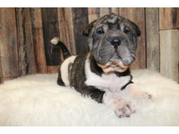 Shar Pei-DOG-Female-Black-15517-Petland Racine, Wisconsin