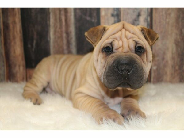 Shar Pei-DOG-Male-Fawn-15518-Petland Racine, Wisconsin