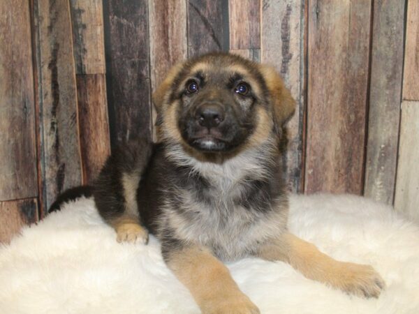 German Shepherd-DOG-Female-Black/Tan-15521-Petland Racine, Wisconsin