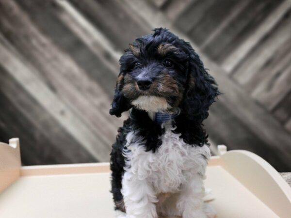 Cavapoo 2nd Generation DOG Male Black / White 24143 Petland Racine, Wisconsin