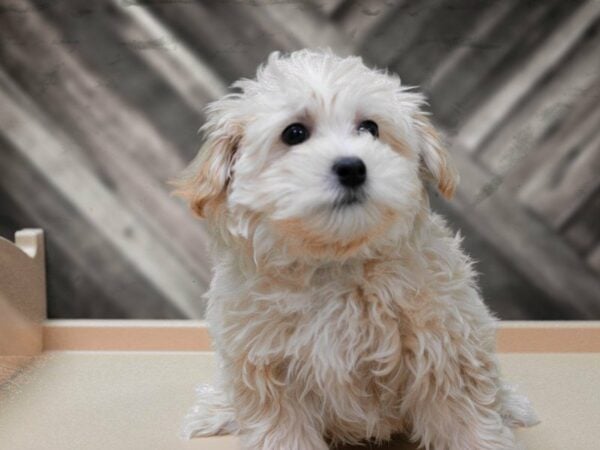 Maltipoo DOG Male Buff 24152 Petland Racine, Wisconsin