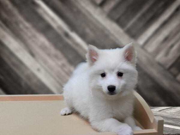 Pomskimo-DOG-Male-White-24154-Petland Racine, Wisconsin