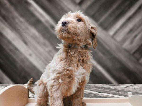 Goldendoodle 2nd Gen-DOG-Male-Golden-24128-Petland Racine, Wisconsin