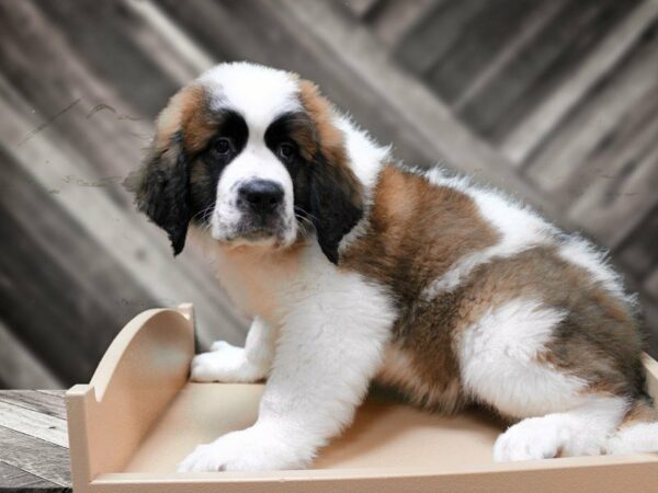 Saint Bernard DOG Male Brown / White 24137 Petland Racine, Wisconsin