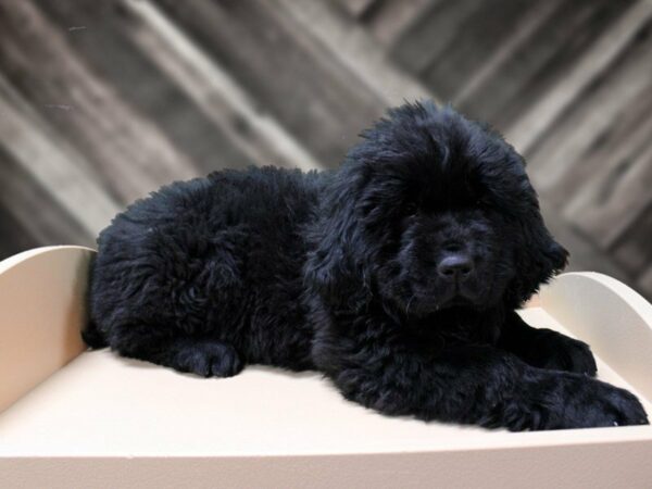 Newfoundland-DOG-Female-BLACK-24163-Petland Racine, Wisconsin