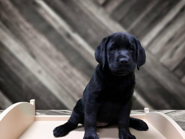 Labrador Retriever-DOG-Female-Black-24150-Petland Racine, Wisconsin