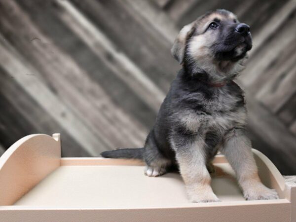 German Shepherd-DOG-Female-BLK/TAN-24158-Petland Racine, Wisconsin
